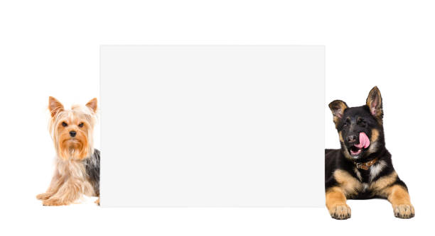 istock Yorkshire terrier and German Shepherd puppy, peeking from behind banner 1154370949