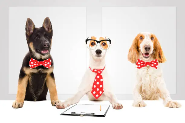 Photo of Three funny office dogs on the background of a banners