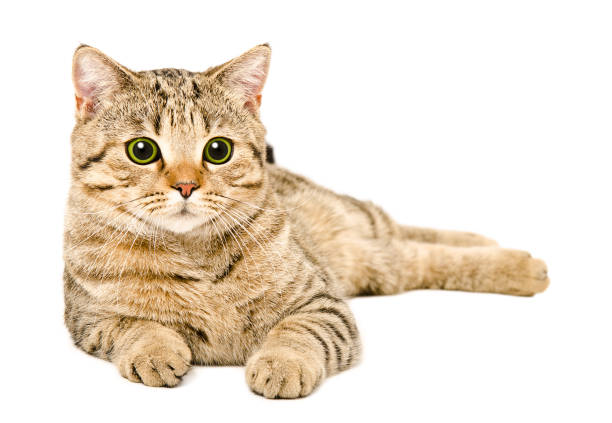 istock Young cat Scottish Straight lying isolated on a white background 1154370977