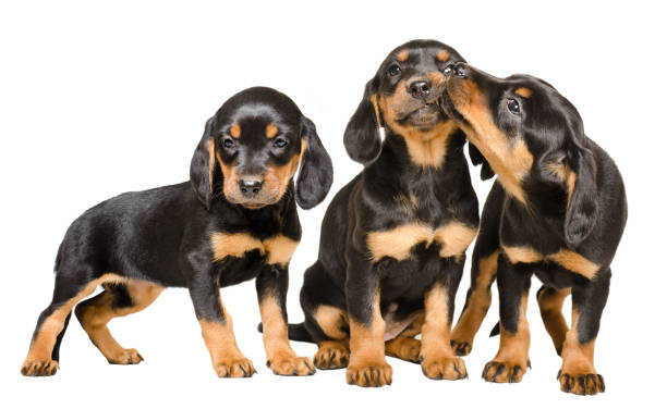 istock Three cute puppy breed Slovakian Hund playing together 1154370983