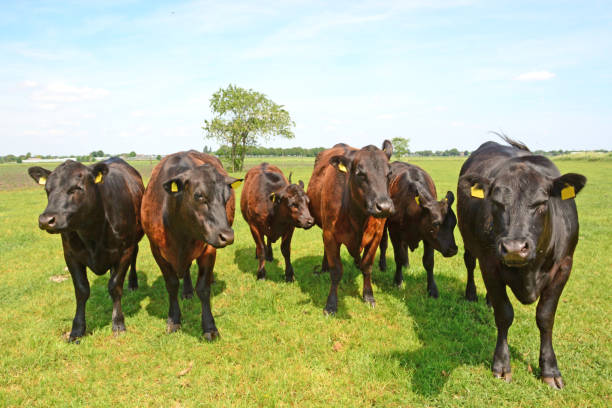 istock Line of aberdeen angus cattle. 1154371668