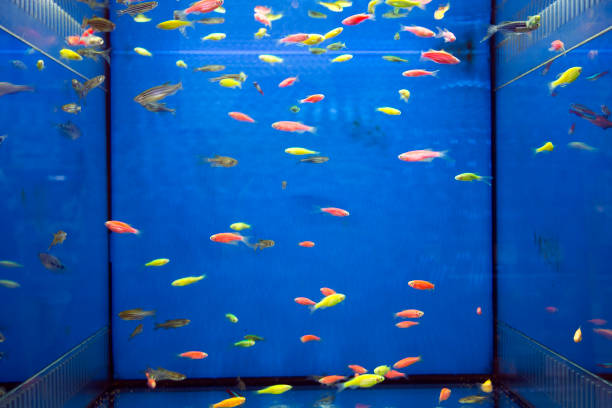 istock Tropical fish Aquarium - Penguin tetra and neon 1154372048