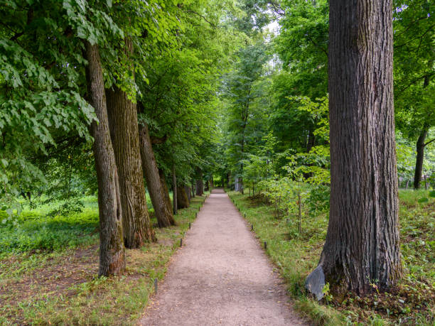 istock Forest trail in the country 1154373401
