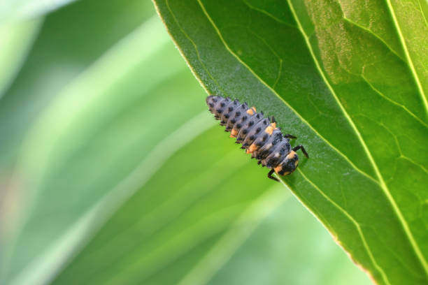 istock Bright with orange spots ladybug larva on a juicy green leaf. 1154374640