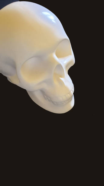istock Close up of model skull on black background with copy space 1154375618