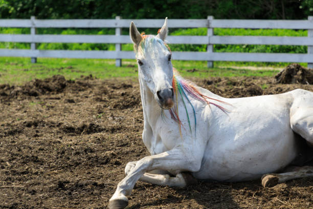 istock The horse is lying on the ground 1154375626