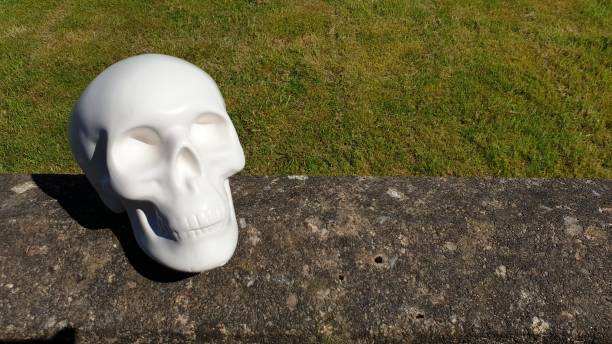 istock Close up of model skull on old wall with copy space 1154375677