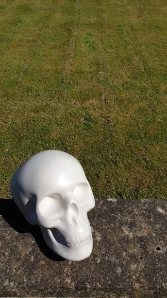 istock Close up of model skull on old wall with copy space 1154375684