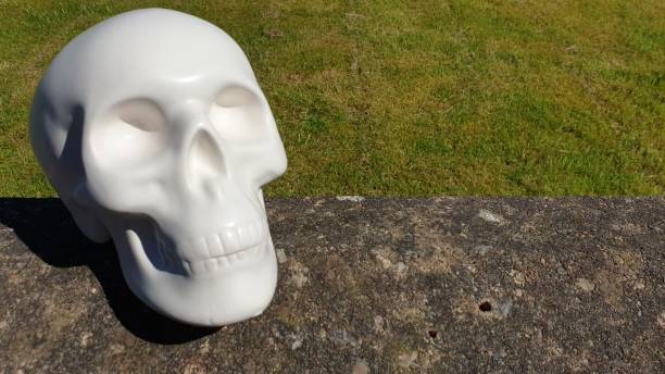 istock Close up of model skull on old wall with copy space 1154375685