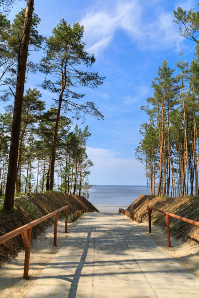 istock Road in a pine forest leading to the sea 1154375696