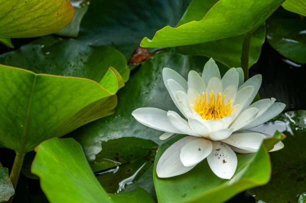 istock flower of water lily white hatched natural 1154377230
