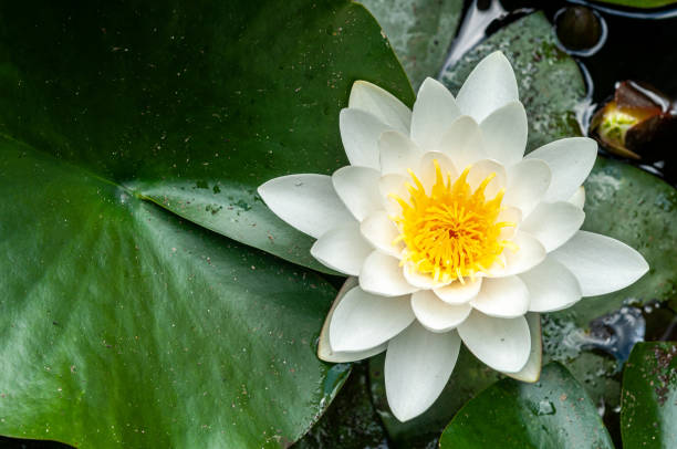 istock flower of water lily white hatched natural 1154377327