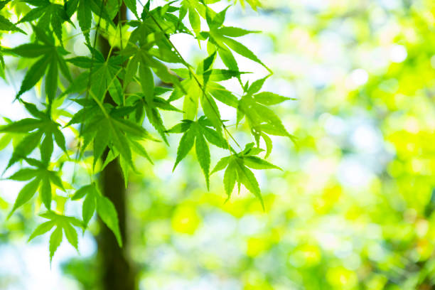 istock Close-up of sunlight-rich green leaves 1154377764