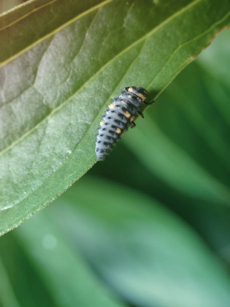 istock Bright with orange spots ladybug larva on a juicy green leaf. 1154378556