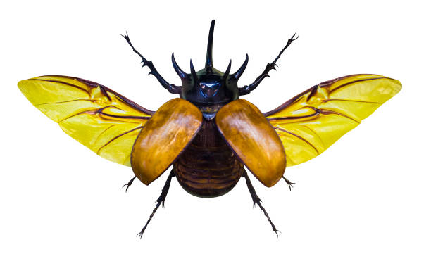 7,173 Animal Exoskeleton Stock Photos, Pictures & Royalty-Free Images - iStock 7,173 Animal Exoskeleton Stock Photos, Pictures & Royalty-Free Images - iStock
