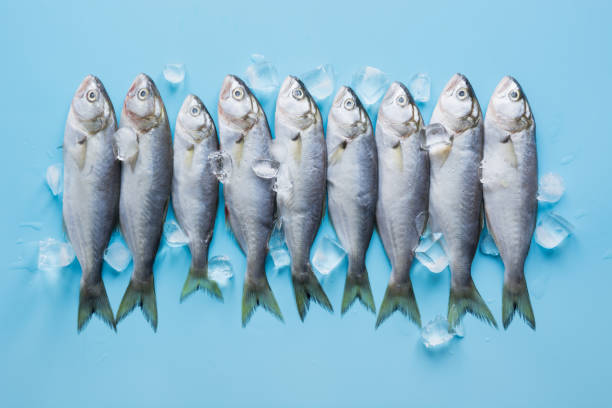 istock Black sea bluefish with ice cube on pastel blue. Fish pattern with space for text. View from above. 1154379191