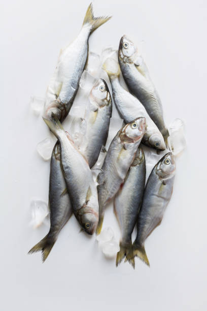 istock Black sea fresh bluefish with ice cube on white. Fish pattern. View from above. 1154380214