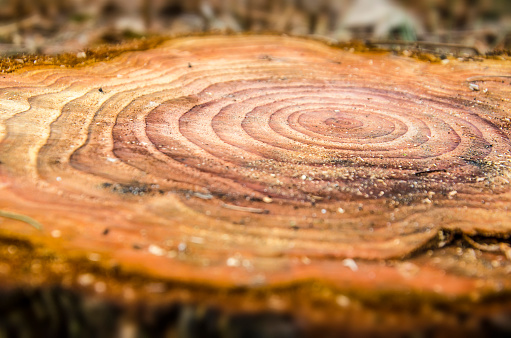 Selective focus on the annual rings in the trunk of a cut down tree in a forest