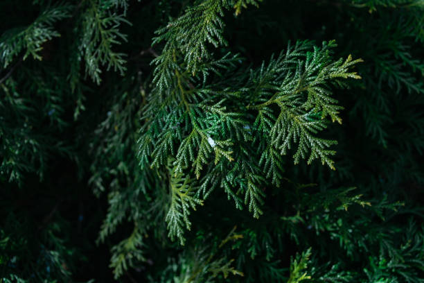 istock Dragon Juniper's leaves(Juniperus chinensis) for green leaf background and texture. 1154381218