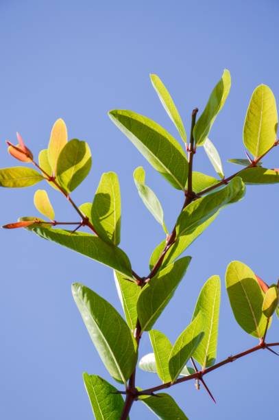 istock green carissa carandas branch tree in garden 1154381313