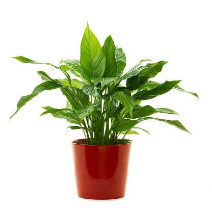 Green plant ( Peace lily - Spathiphyllum Lanceifolium ) isolated on white background.