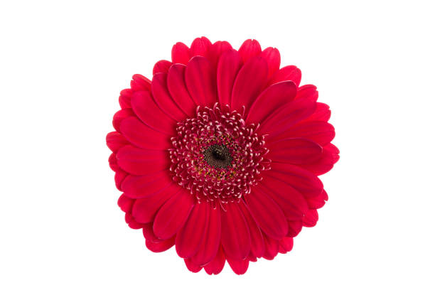 istock Perfect red gerbera flower head isolated on white background. 1154381520