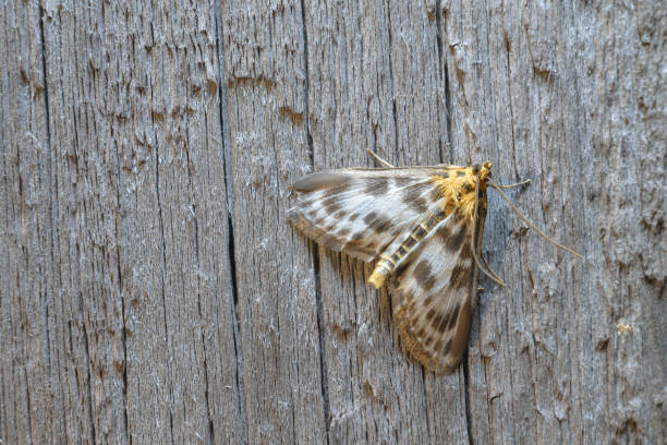 istock A small butterfly with spotted wings on a wooden surface. 1154381569
