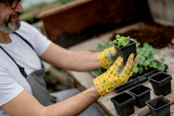 istock Gardener planting flowers. 1154382576