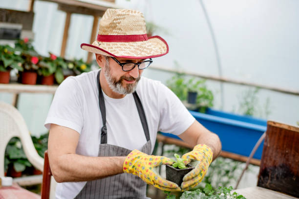 istock Senior gardener planting flowers. 1154382706