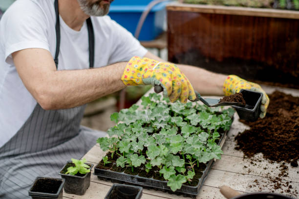 istock Gardener planting flowers. 1154382899