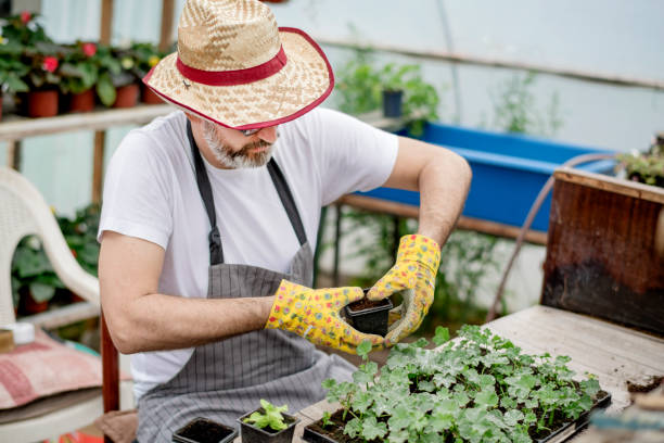 istock Senior gardener planting flowers. 1154383009