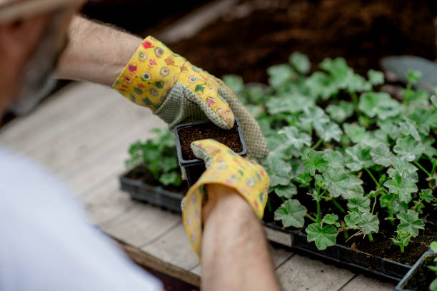 istock Gardener planting flowers. Hands close-up 1154383039