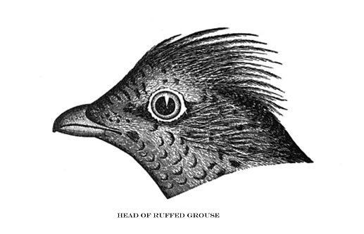 From New England Bird Life 1883.