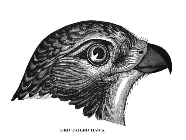 Antique bird illustration - Red Tailed Hawk - Buteo Borealis vector art illustration