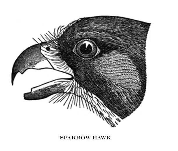 ilustrações, clipart, desenhos animados e ícones de ilustração antiga do pássaro-falcão do pardal-falco sparverius - retro revival old fashioned animal sparrowhawk