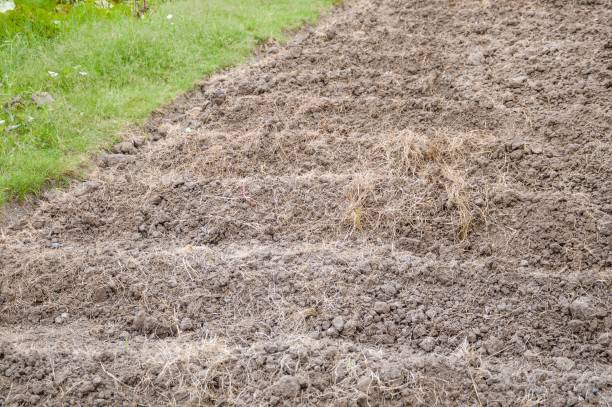 istock soil preparation for sowing vegetable in field agriculture 1154384125