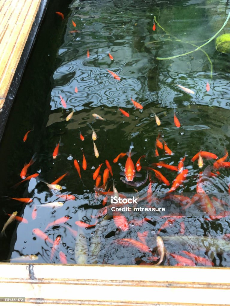 Hình Ảnh Cá Chép Koi Trẻ Khỏe Mạnh Để Bán Bơi Trong Ao Vườn Raied ...