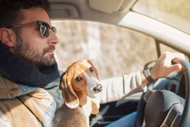 istock Young man drives his car with dog 1154384517