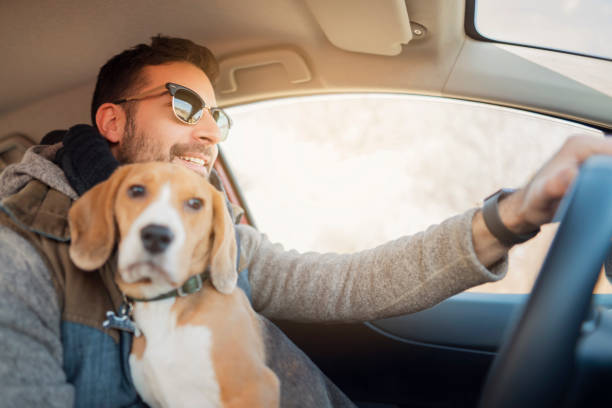istock Young man and his dog driving 1154384524