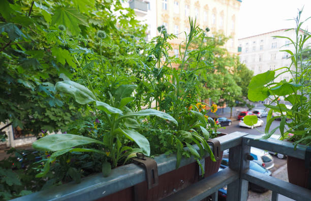 houseplants growing on a balcony in urban house