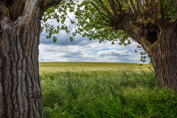 above a grain field are dramatic clouds, in the foreground is green grass and left and right are old willows