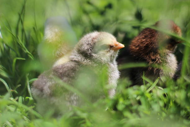 istock Little young chicken in grass 1154389628