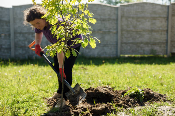 A woman is planting an oak tree in the garden. stock photo