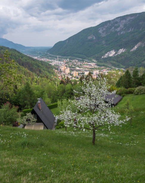 Blooming tree with a town Daffodils in spring above my home town municipality of jesenice photos stock pictures, royalty-free photos & images