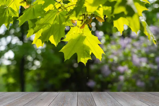 wooden floor or table and fresh spring maple foliage