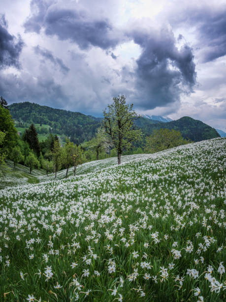 Field of Daffodils Daffodils in spring above my home town municipality of jesenice photos stock pictures, royalty-free photos & images
