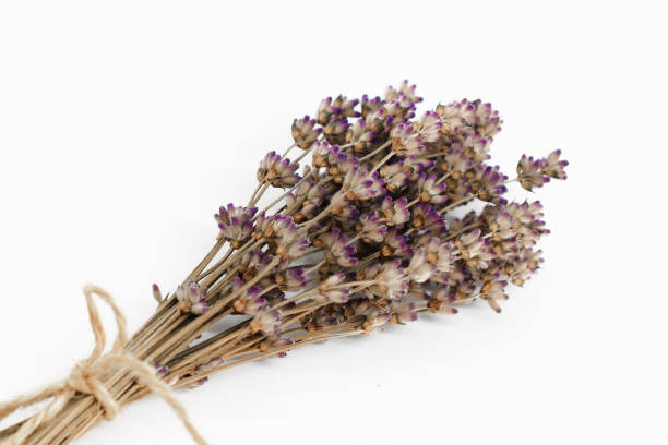 istock bouquet of dry lavender on a white background. space for text 1154394087