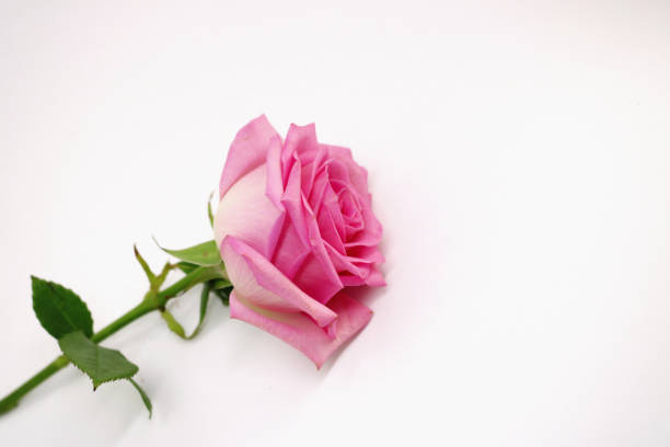 istock Pink rose on a white background. place for text. postcard 1154394116