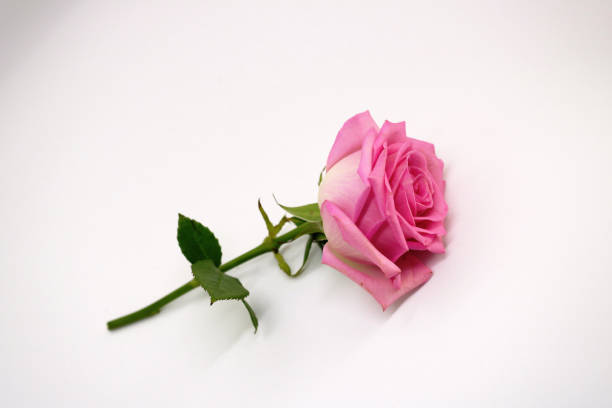 istock Pink rose on a white background. place for text. postcard 1154394146