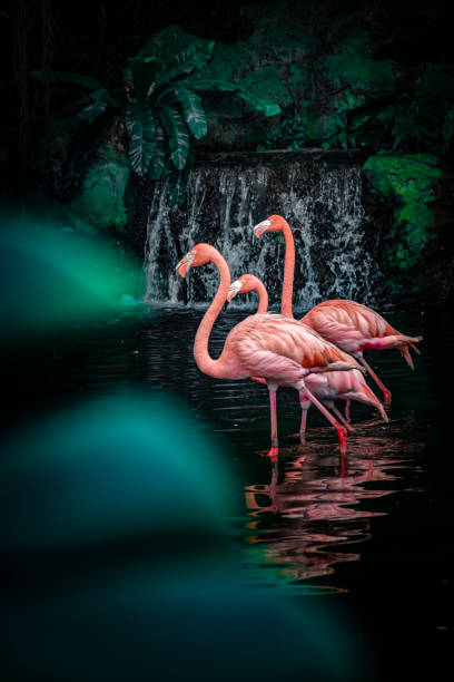 American Flamingo